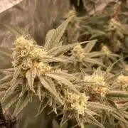 GasQuake (In House Genetics)