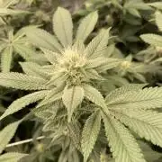 PLATINUMZ#2 (In House Genetics)