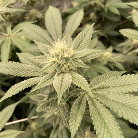 PLATINUMZ#2 (In House Genetics)