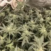 Rainbow Marker Clones (Lit Farms)