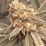 GasQuake (In House Genetics)