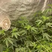 Rainbow Marker #4 (LIT Farms)