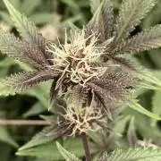 Colorado Nightshifter (Relentless)