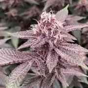 Colorado Nightshifter (Relentless)