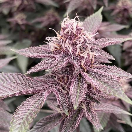 Colorado Nightshifter (Relentless)