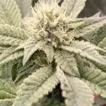 Rainbow Gelato (Wizard Trees)