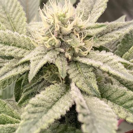 Rainbow Gelato (Wizard Trees)