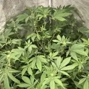 PLATINUMZ#2 (In House Genetics)