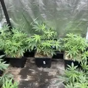 White Rhino (Green House Seeds)
