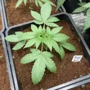 BTY47 x Manna Mountain (ttowncultivator)