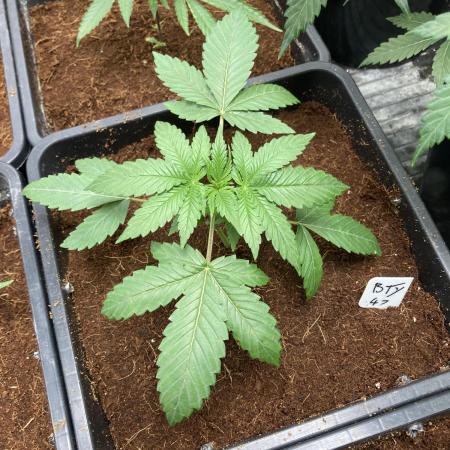 BTY47 x Manna Mountain (ttowncultivator)