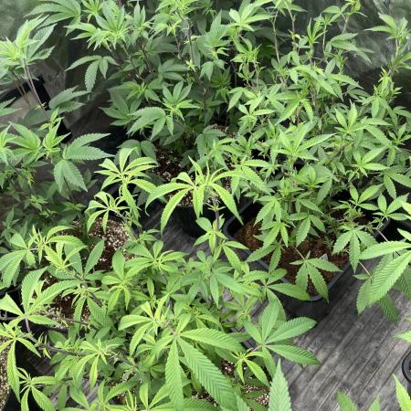 Pink Runtz x Hollywood Clones (Cookies)