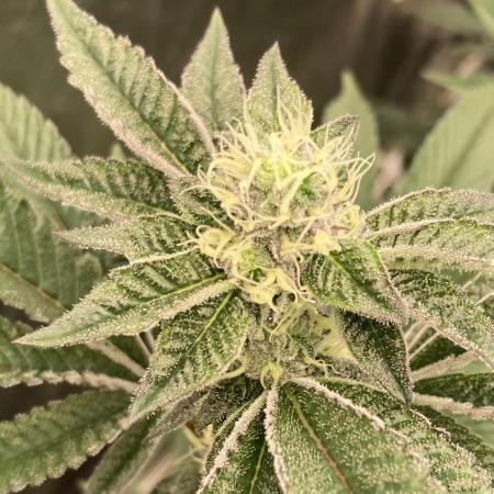 Animorph Mints ‘My Keeper Cut’