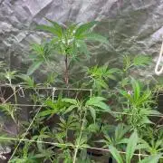 AtomicJelly#1 Clones (In House Genetics)