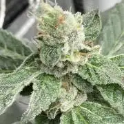 Chrome Dome Clone (Compound Genetics)