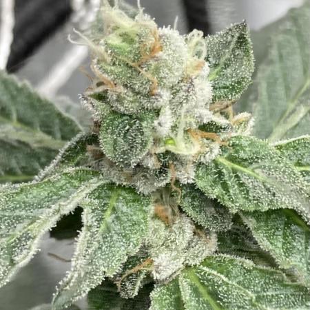 Chrome Dome Clone (Compound Genetics)