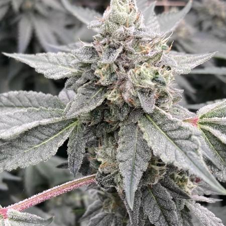 Rainbow Marker Clones (Lit Farms)