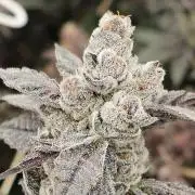 Final Chrome Dome Clone (Compound )