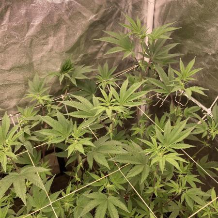 Animorph Mints ‘My Keeper Cut’