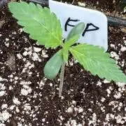 FrozayPie x MannaMountain (ttcultivator)