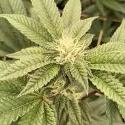 Animorph Mints ‘My Keeper Cut’