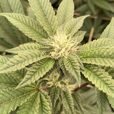 Animorph Mints ‘My Keeper Cut’