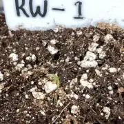 Reddy Whip (LIT Farms)