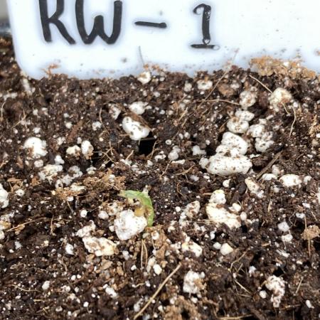 Reddy Whip (LIT Farms)