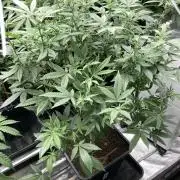 Glazed Pastries#3 (In House Genetics)