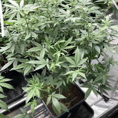 Glazed Pastries#3 (In House Genetics)