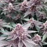 Colorado Nightshifter (Relentless)