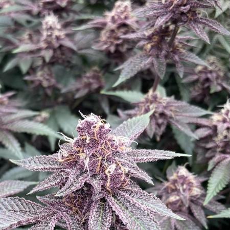 Colorado Nightshifter (Relentless)