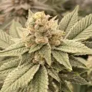 PLATINUMZ#2 (In House Genetics)