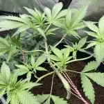 Getting Frosty with the Boys