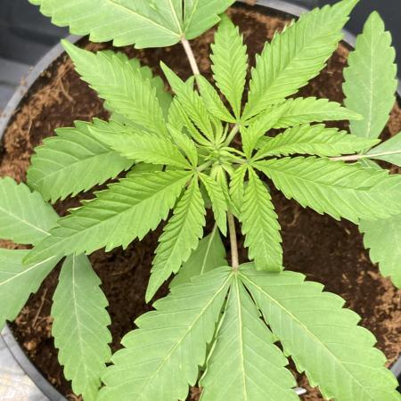 Pink Runtz x Hollywood (Cookies)