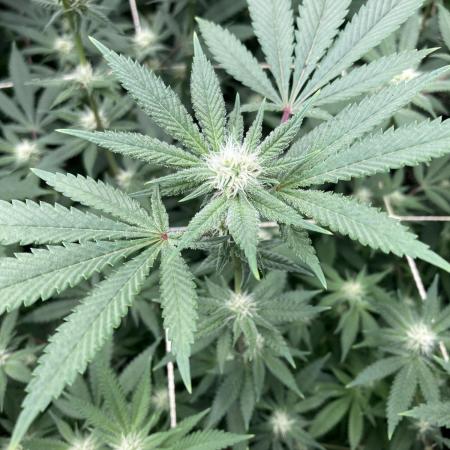 PLATINUMZ#2&3 Clones (In House Genetics)