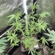 Apples & Bananas x Zoda (Umami Seed Co)