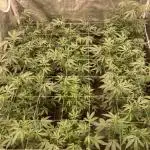 Motor OG #3 Clones (LIT Farms)