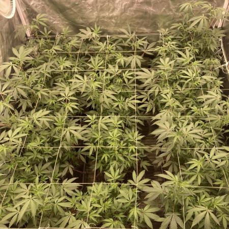 Motor OG #3 Clones (LIT Farms)