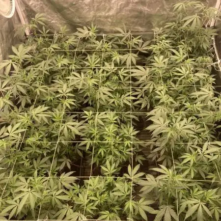 Motor OG #3 Clones (LIT Farms)