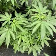 Do-lato V2 (In House Genetics)