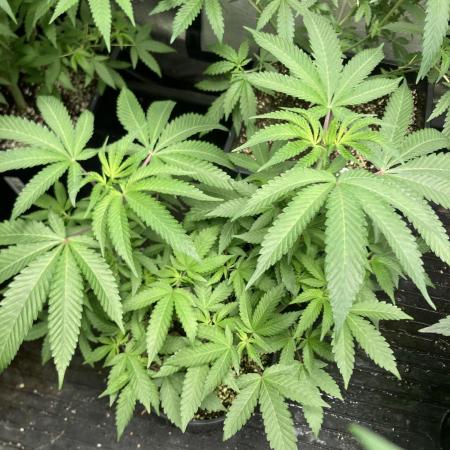 Do-lato V2 (In House Genetics)