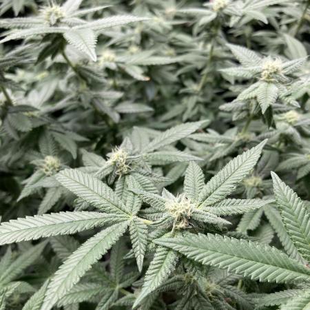 Glazed Pastries#3 (In House Genetics)