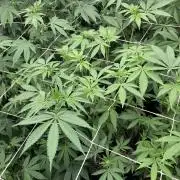 Gas Cream Runtz (LIT FARMS)