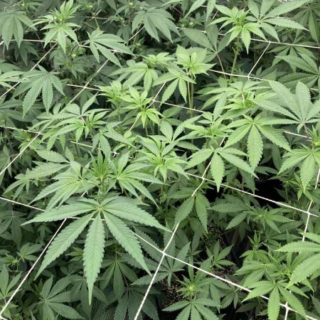 Gas Cream Runtz (LIT FARMS)