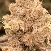 Trich Beast (Solfire Gardens)