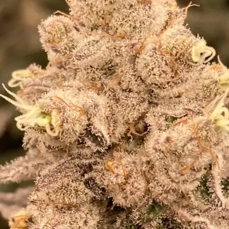 Trich Beast (Solfire Gardens)