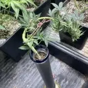 Double Smile (Mephisto Genetics)