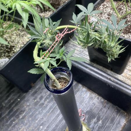 Double Smile (Mephisto Genetics)