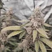 Apples & Bananas x Zoda (Umami Seed Co)